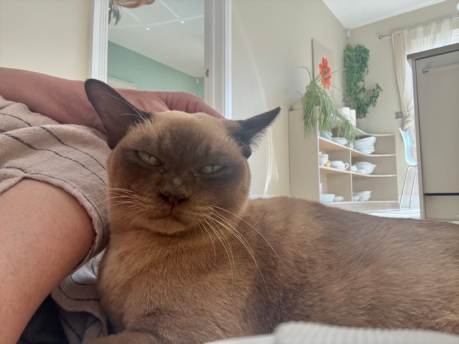 Cat memory picture