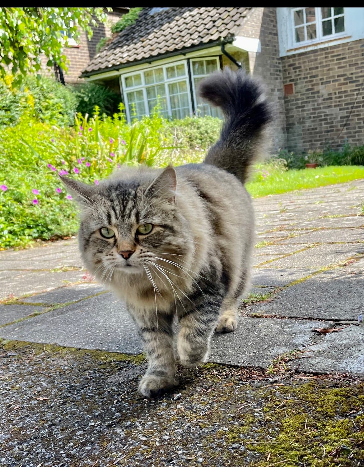 Cat memory picture