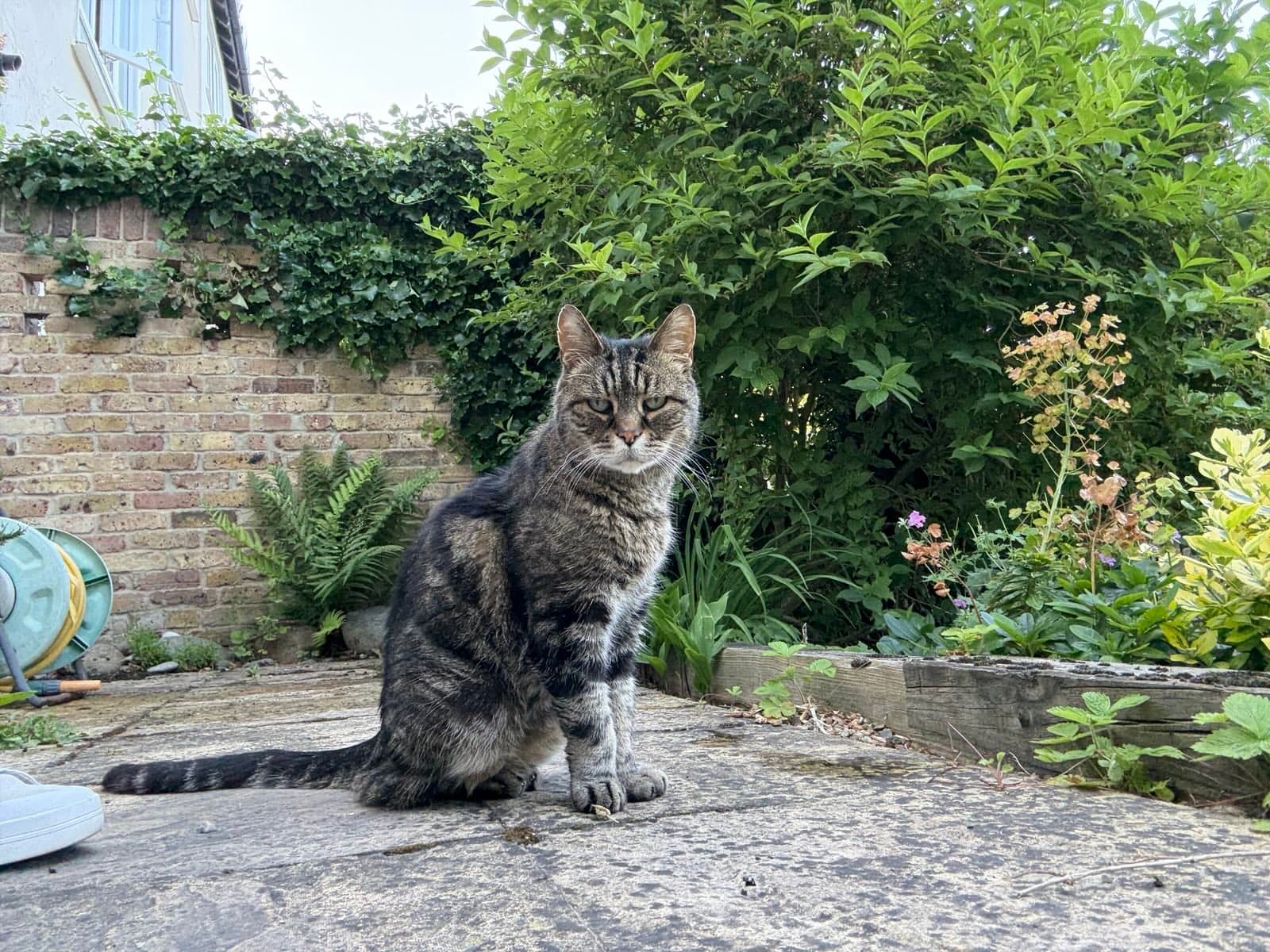 Cat memory picture