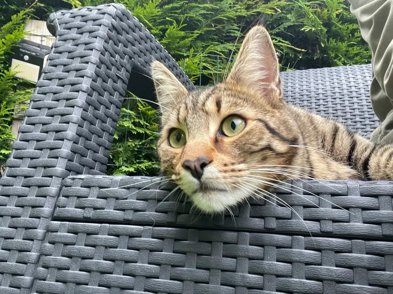 Cat memory picture