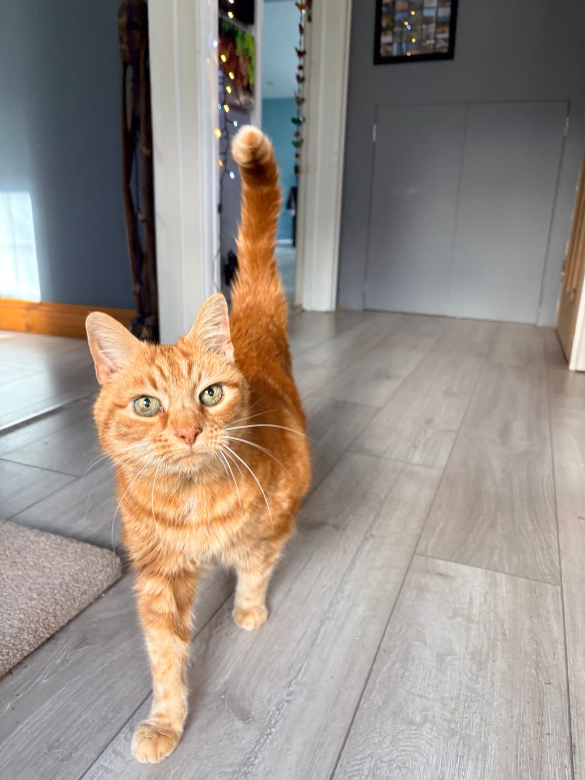 Cat memory picture