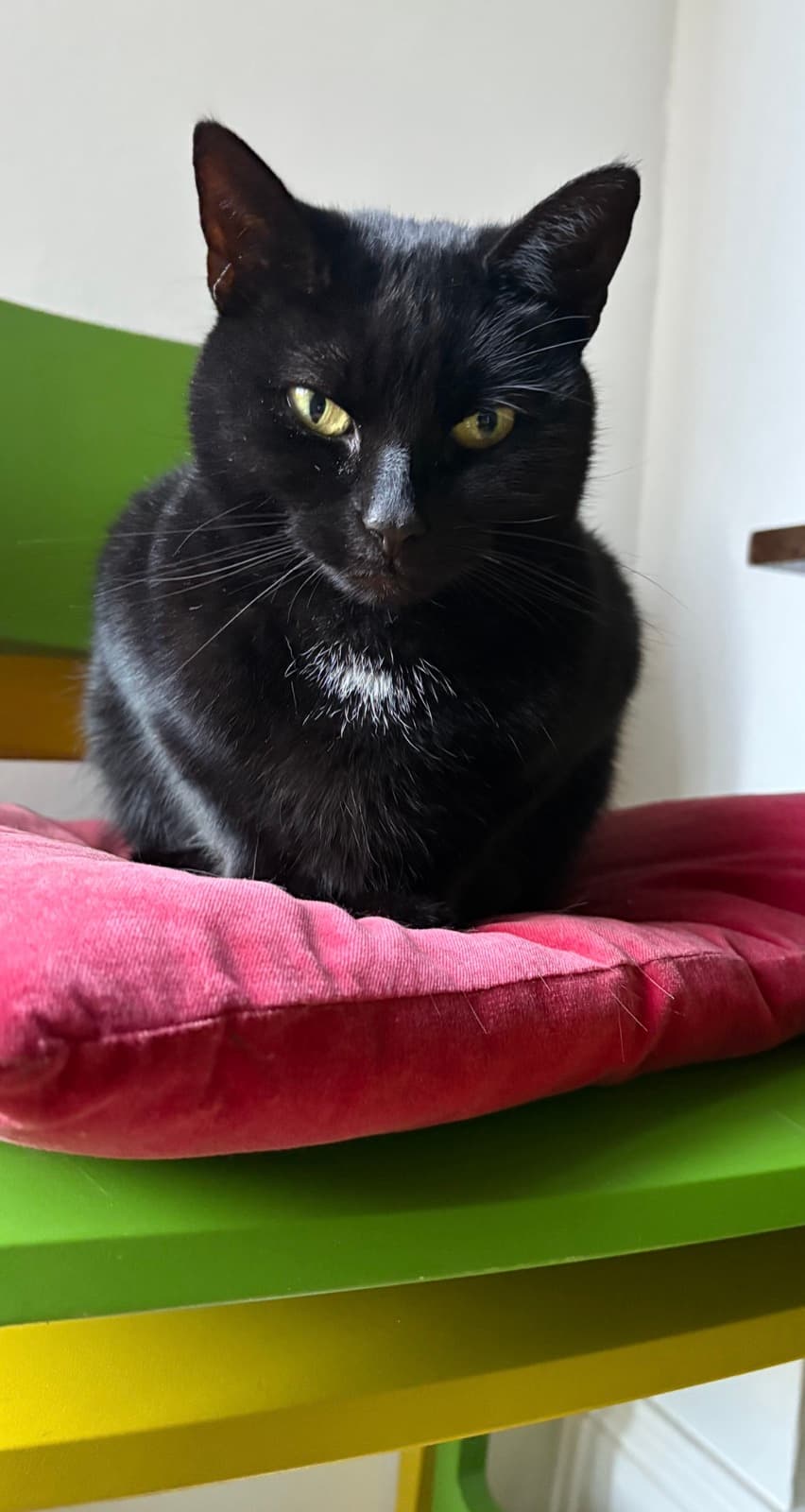 Cat memory picture