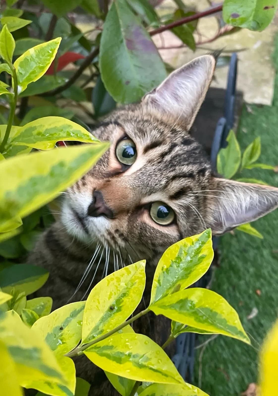 Cat memory picture
