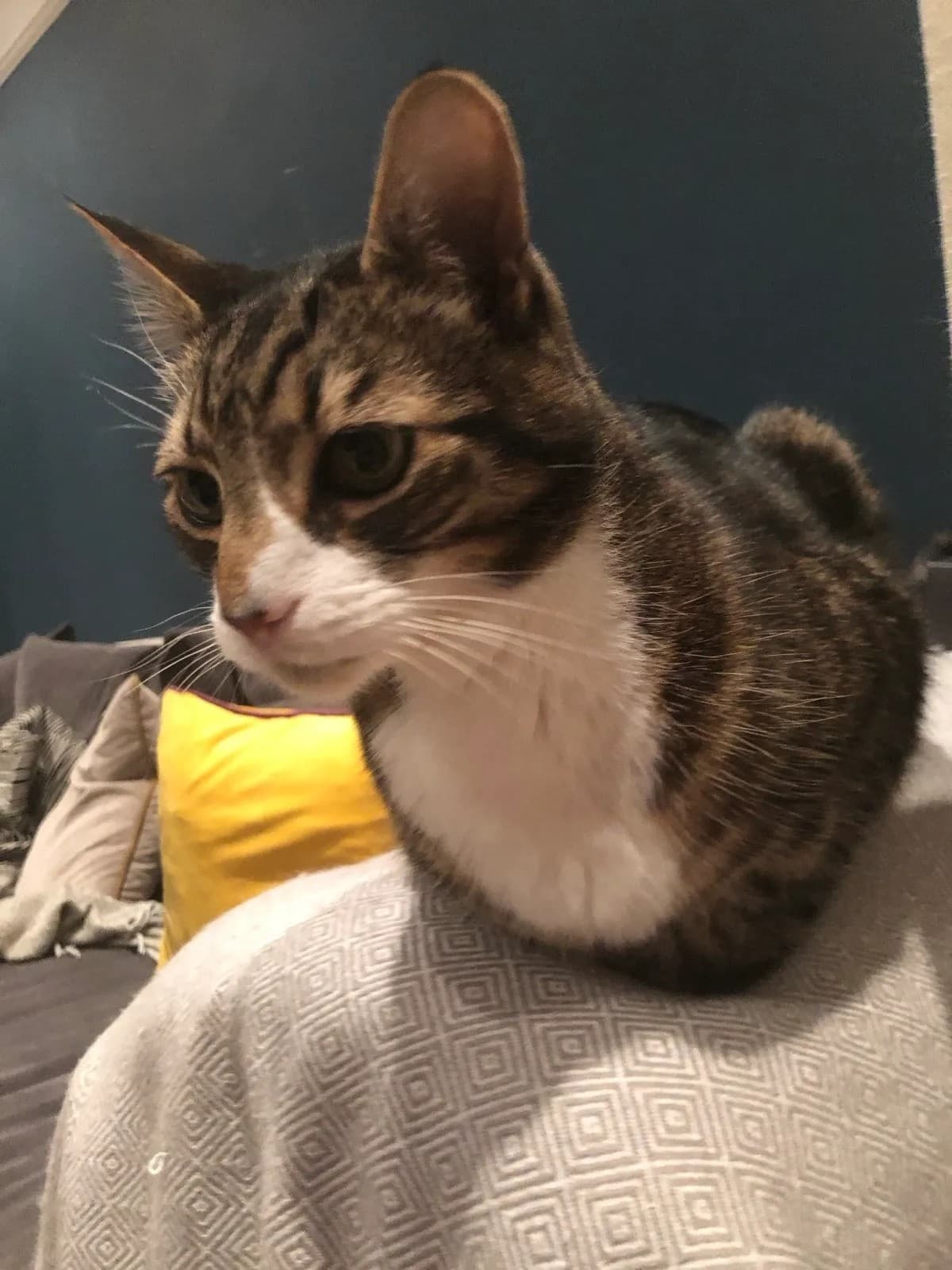 Cat memory picture