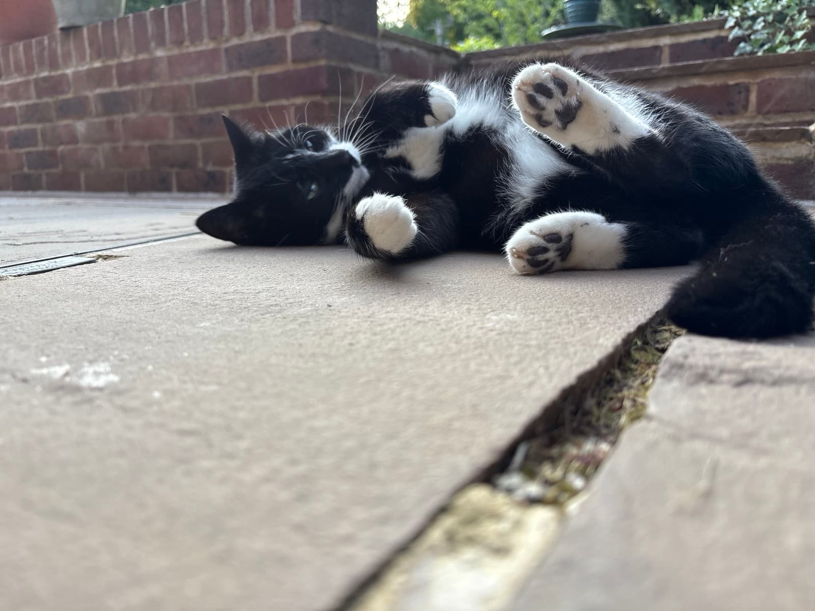 Cat memory picture