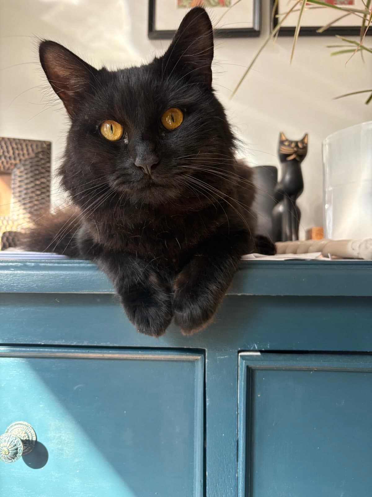 Cat memory picture