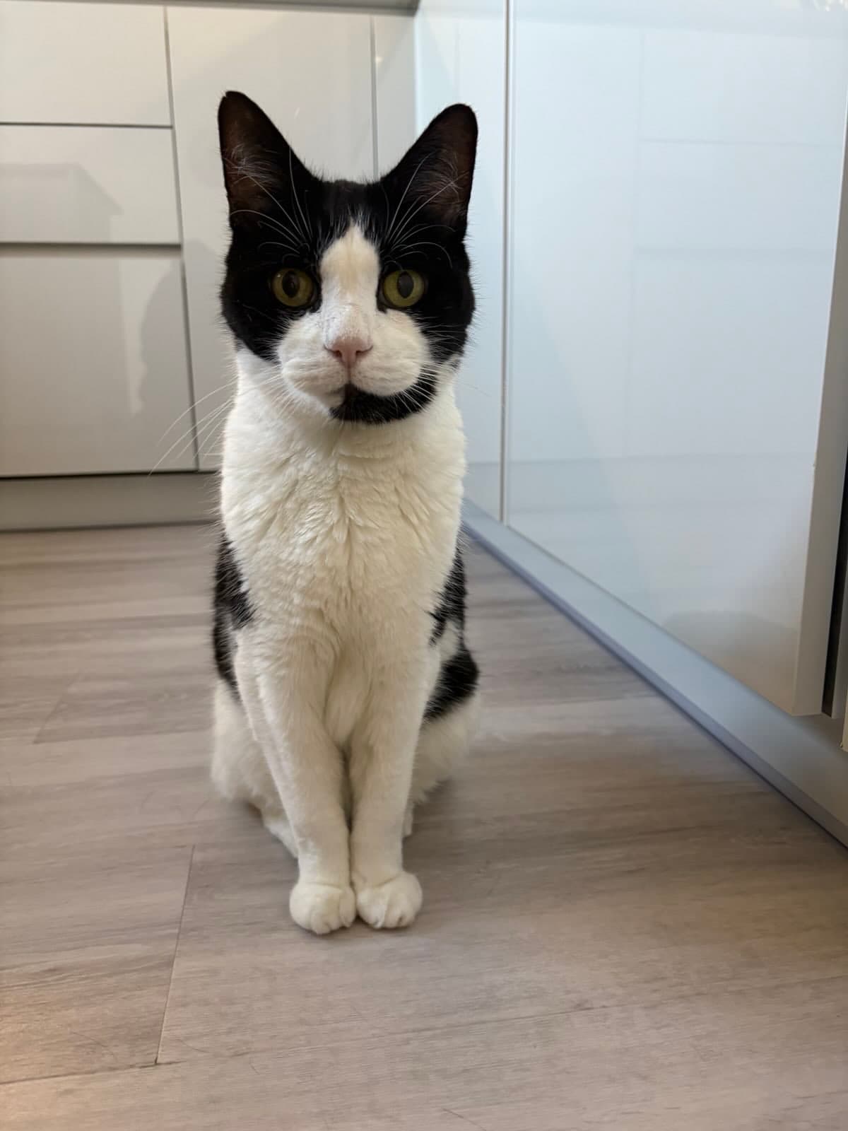 Cat memory picture